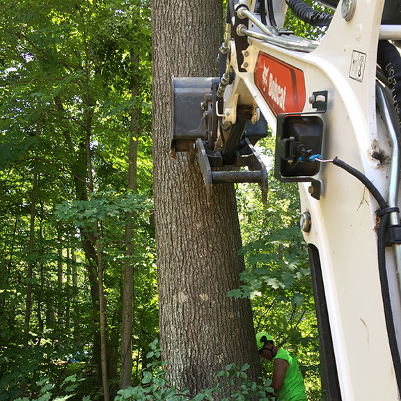 Tree Removal CT